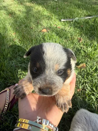 VENDO FILHOTE BLUE HEELER 