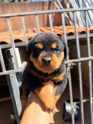 Filhotes de rottweiler puro