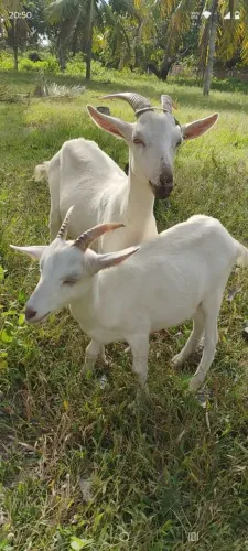 Cabras saane leiteira