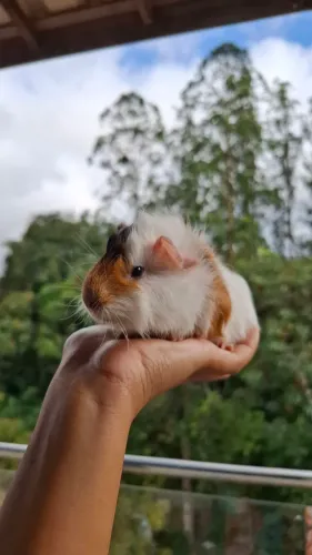Porquinho da Índia peludo | Raça Abissíneo