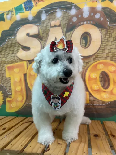 Serviços de petshop! Banho e tosa 