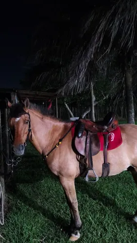 Cavalo bege marcha picada