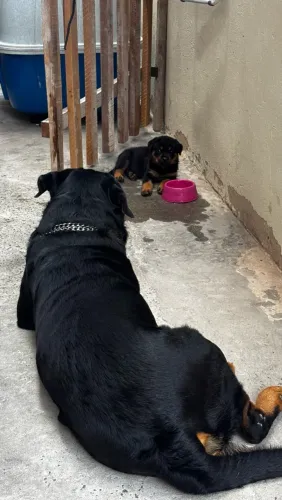 Rottweiler