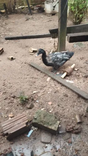 Vende_esses patos 