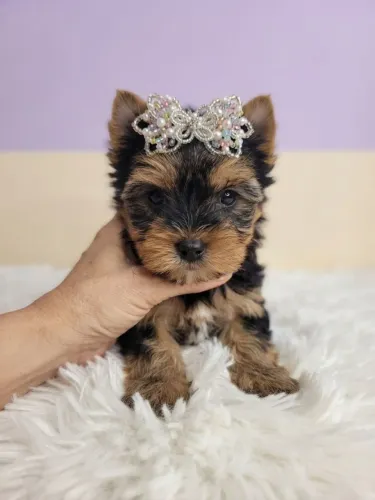 A alegria em quatro patas