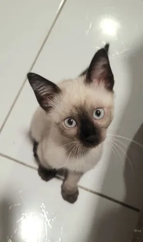 Gatinho filhote para adoção responsável