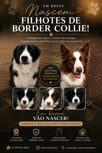 Border collie 
