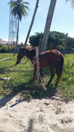Cavalo