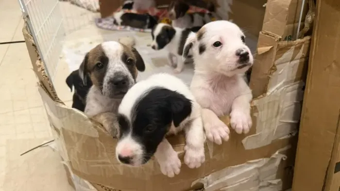 doação filhotes cachorro 45 dias