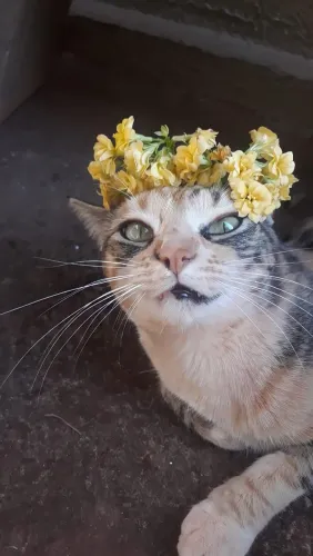 Adoção Responsável - Procura-se um Lar Cheio de Amor para Sindy ?