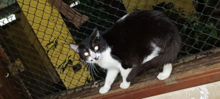 Adoção de Gato Macho de 1 ano