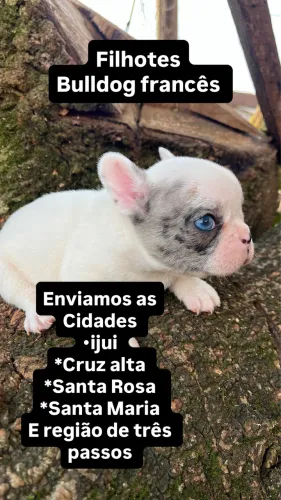 Filhotes pra entregar