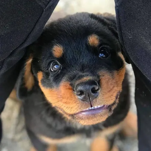 Rottwailer O Presente Ideal Para Quem Acredita Que Carinho E O Melhor Presente