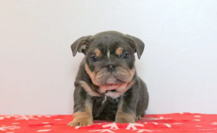 Bulldog Inglês,Bulldog Inglês Filhote Top Padrão da Raça