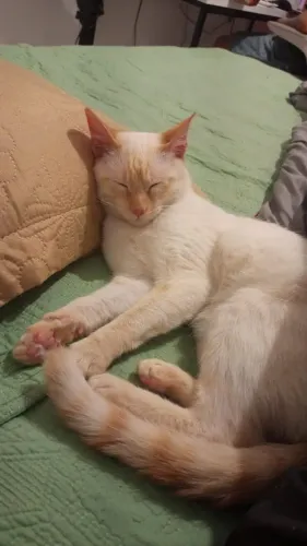 Gato macho para adoção.