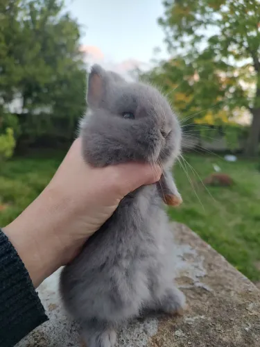Filhote Netherland Dwarf fêmea disponível