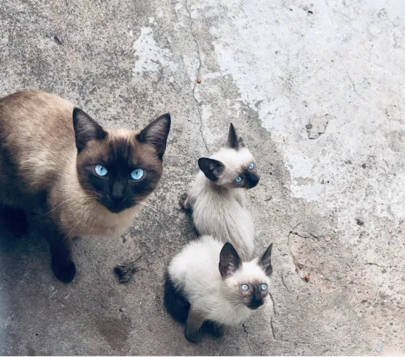 Filhotes de gato (Machos)