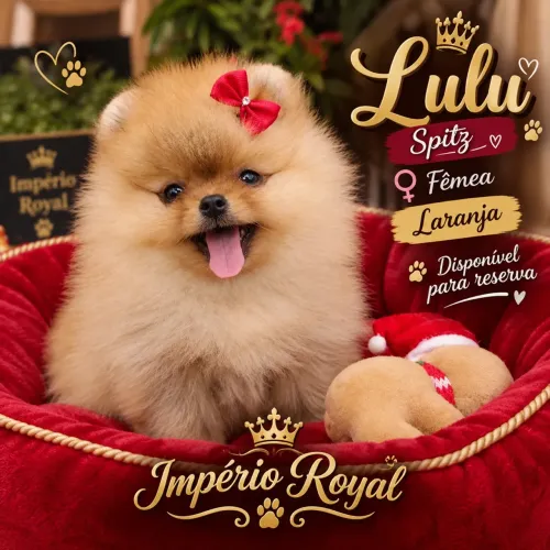 Spitz Fêmea Laranja muito Lindinha! Império Royal