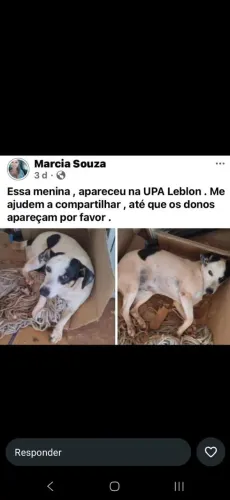 Adoção responsável cadela abandonada
