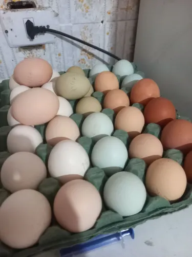 Ovos férteis de alguns tipos de galinhas