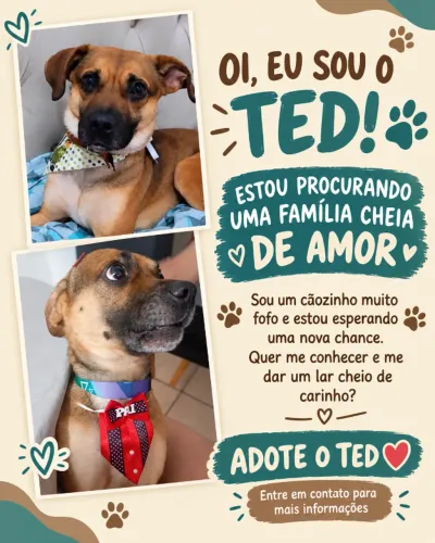 Doação de Pet