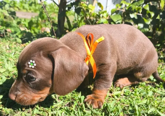48_DACHSHUND FILHOTES 
