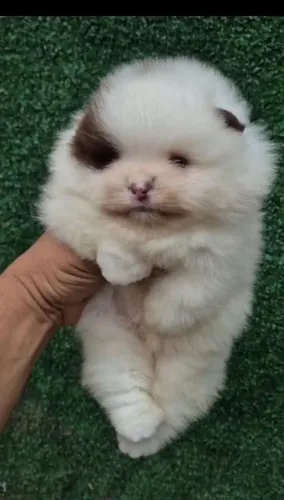 Lindo filhote de Lulu da pomerânia macho