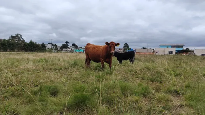 Vaca angu 
