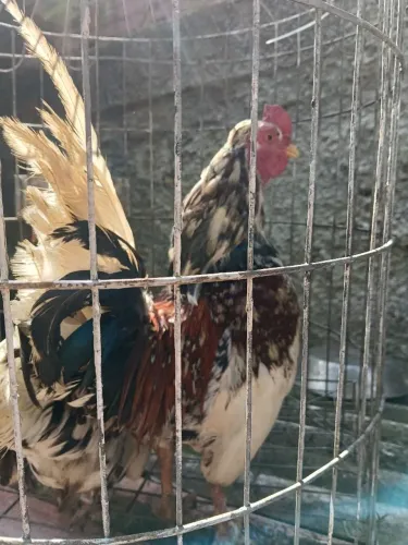 Vendo casal de garnizé 