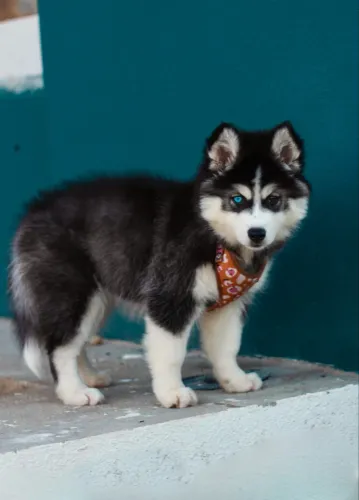 Husky siberiano super Wooly