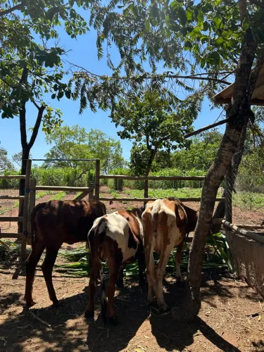 Vende-se 2 vacas 1 novilha e 2 bezerra da raça Aberdeen-Angus 