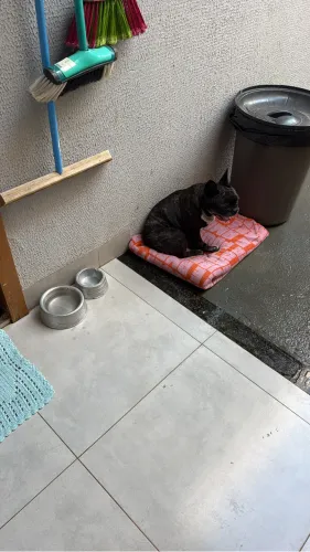 Cachorro 