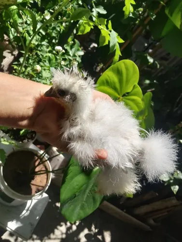 Galinha sedosa