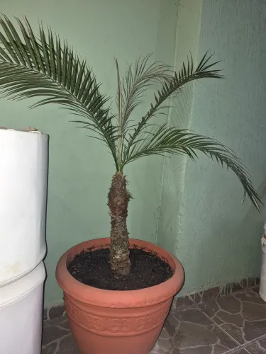 Vaso com planta