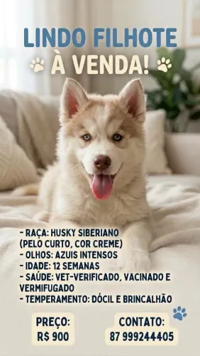?HUSKY SIBERIANO PERFEITO ?