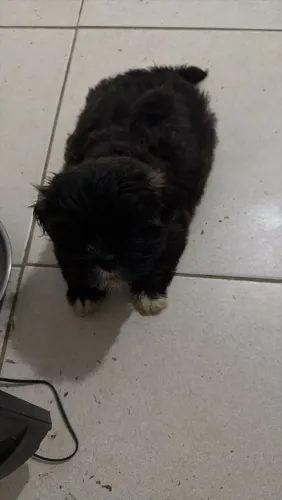 Bebês shih tzu