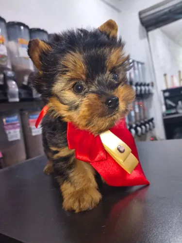 Machinho de yorkshire micrinho padrão babyface disponível