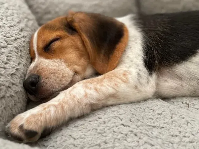 Filhotes de Beagle | Filhotes cheios de energia e amor