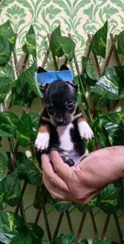 Pinscher Mini Disponível Hoje