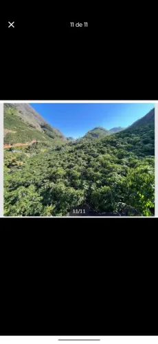 Sítio com 13.000 pés de cafe