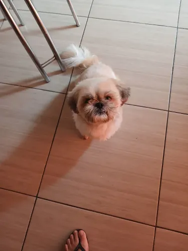 Doa-se este cachorrinho da raça shih tzu