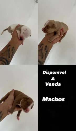 Filhote de pitbull