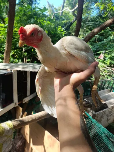 Galinha indiana