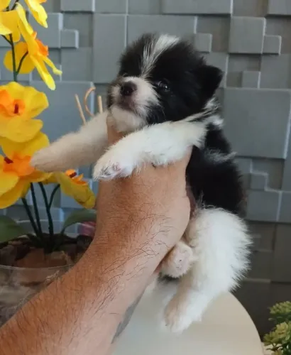 FILHOTE SPITZ ALEMÃO ANÃO/ LULU DA POMERANIA 