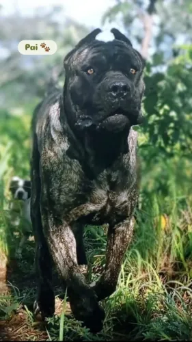 Cane Corso 