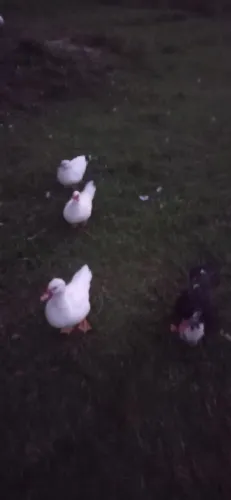 Vendo ou troco Patos por galinhae
