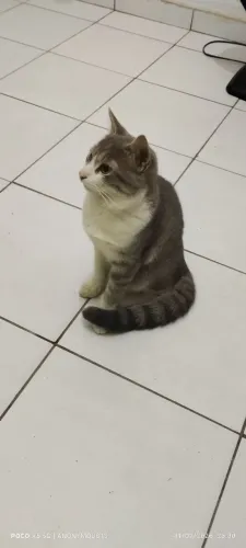 Gato macho para adoção 