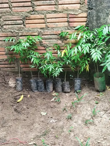 mudas de cajarana anã 