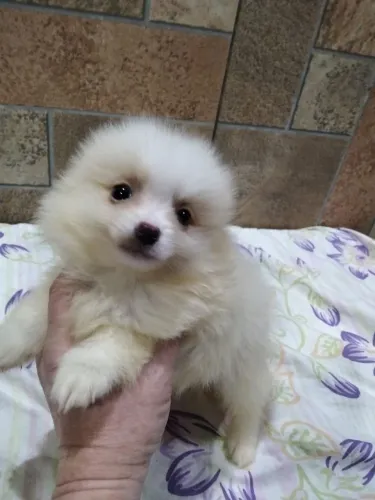Disponível machinho e femea de lulu da pomerania/spitz alemão 
