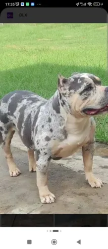Filhotes de American Bully